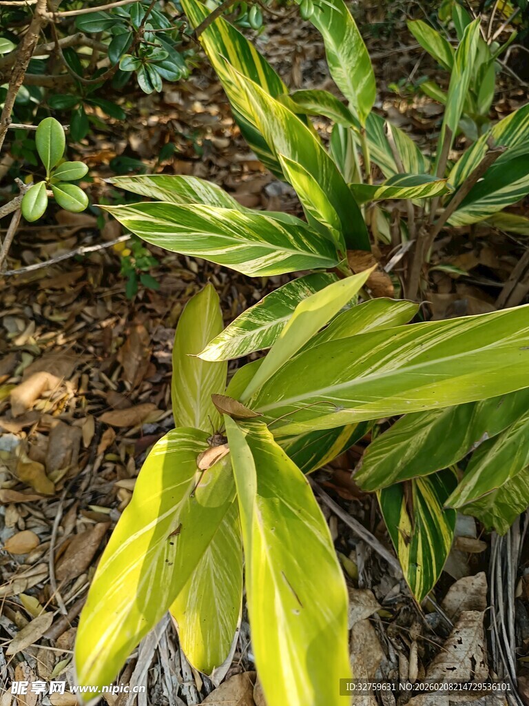 翠绿斑斓的热带观叶植物