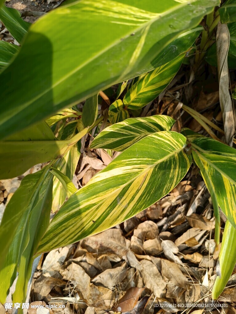 绿叶与碎石间的生机