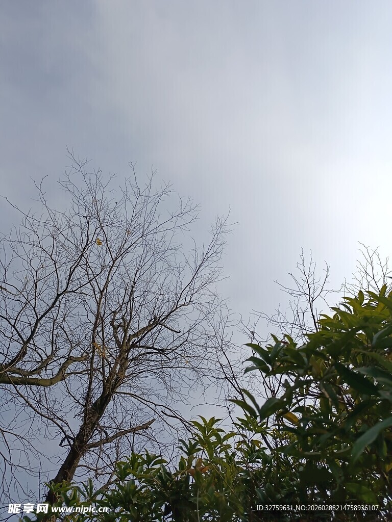 枯树与绿树的天空景象