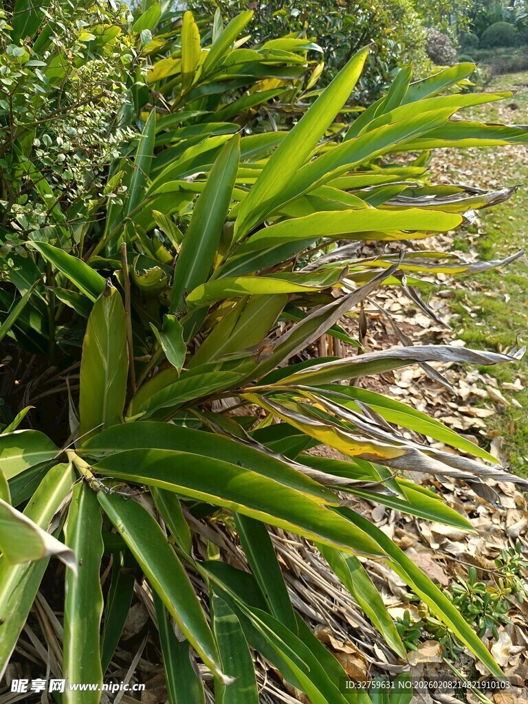 户外翠绿的宽叶植物