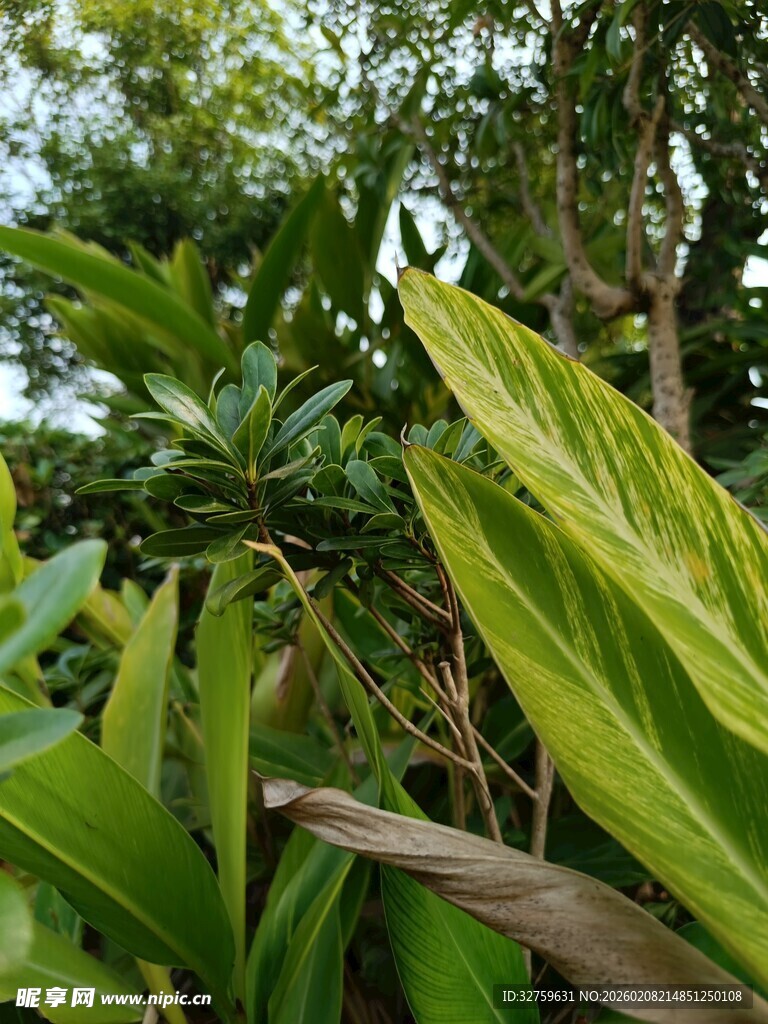 翠绿繁茂的热带植物景观