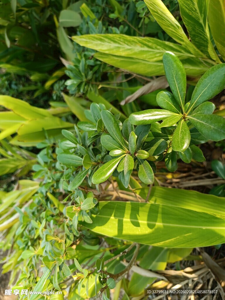 翠绿繁茂的热带植物景观