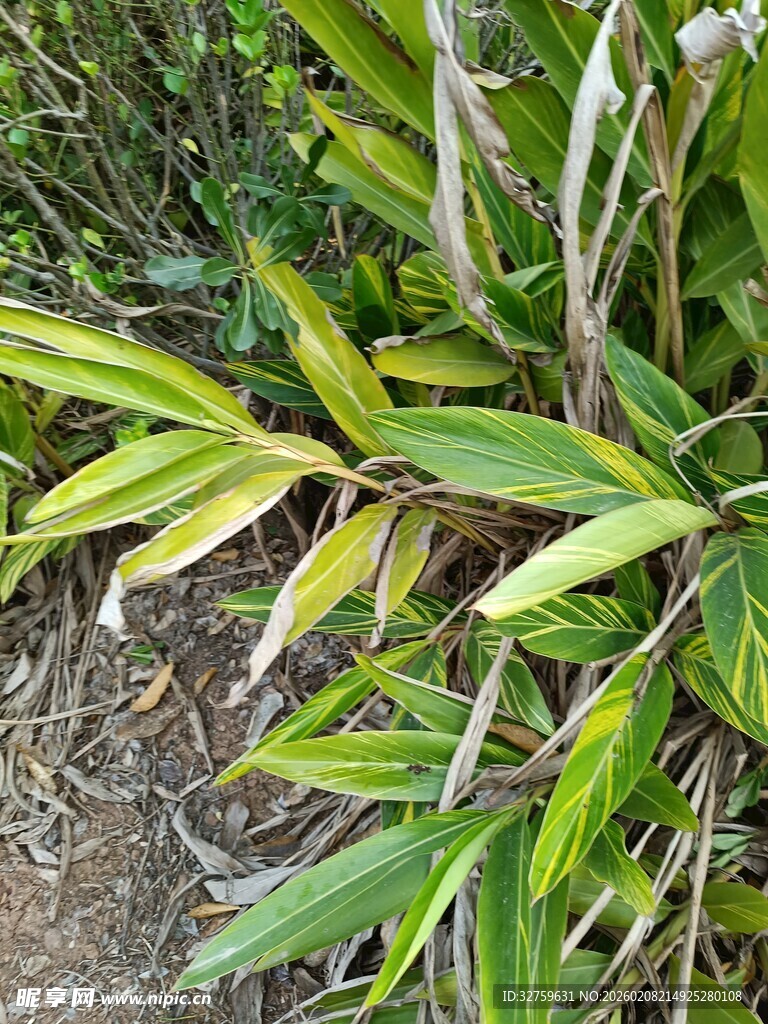 翠绿斑斓的花叶芦竹