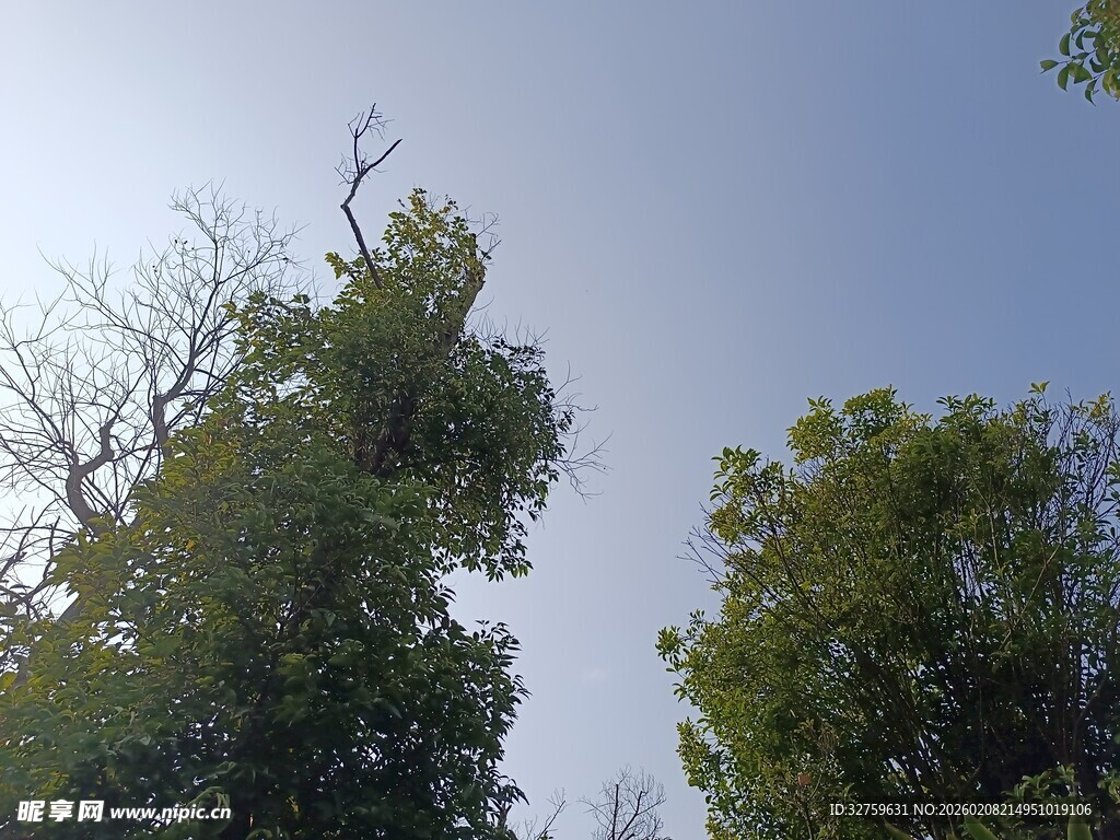 蓝天绿树风景图