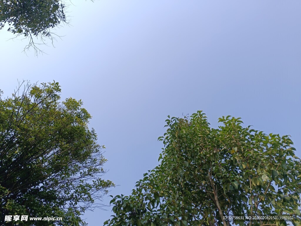 仰视葱郁树木与蓝天