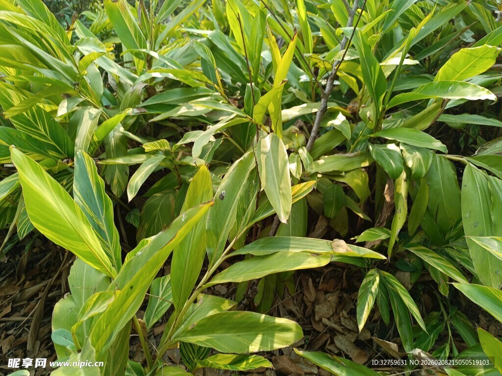 翠绿植物生机盎然