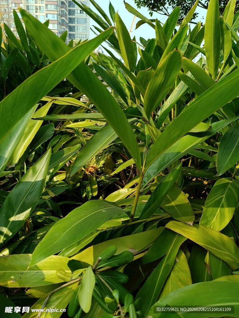 翠绿繁茂的热带植物景观