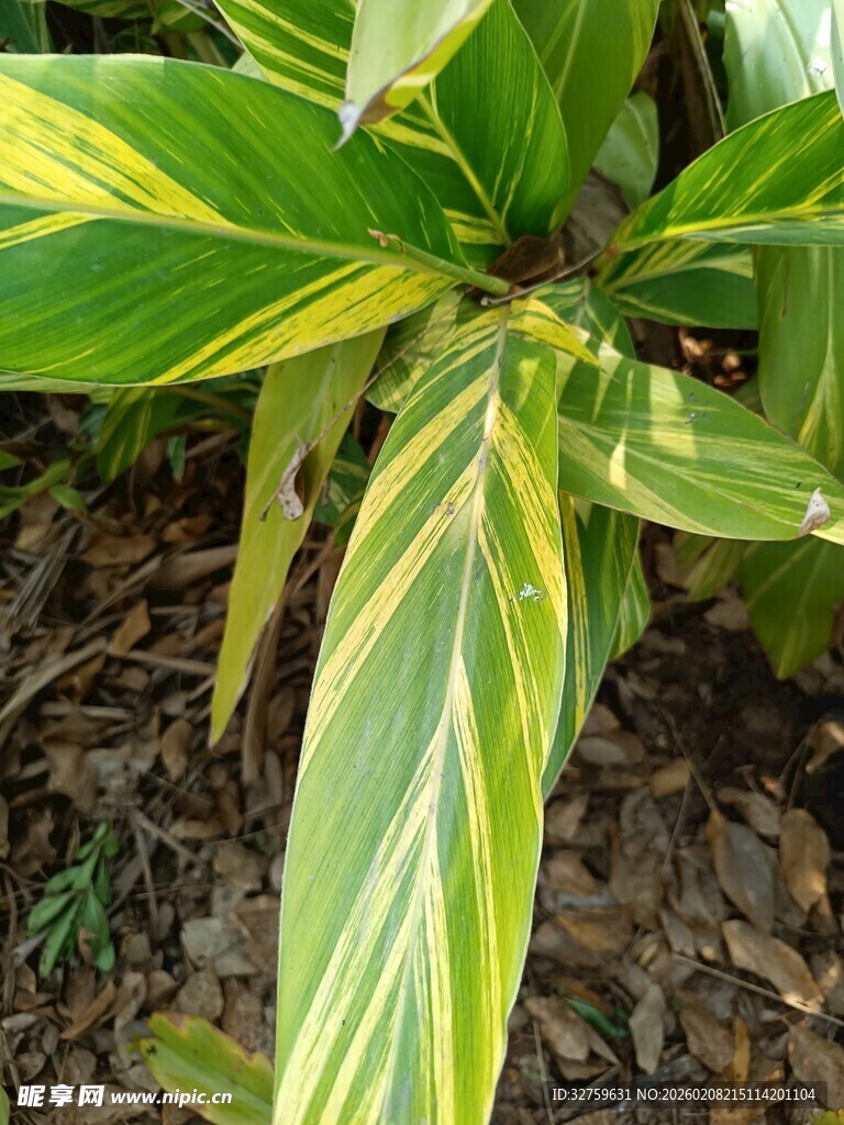 黄绿相间斑纹的独特植物