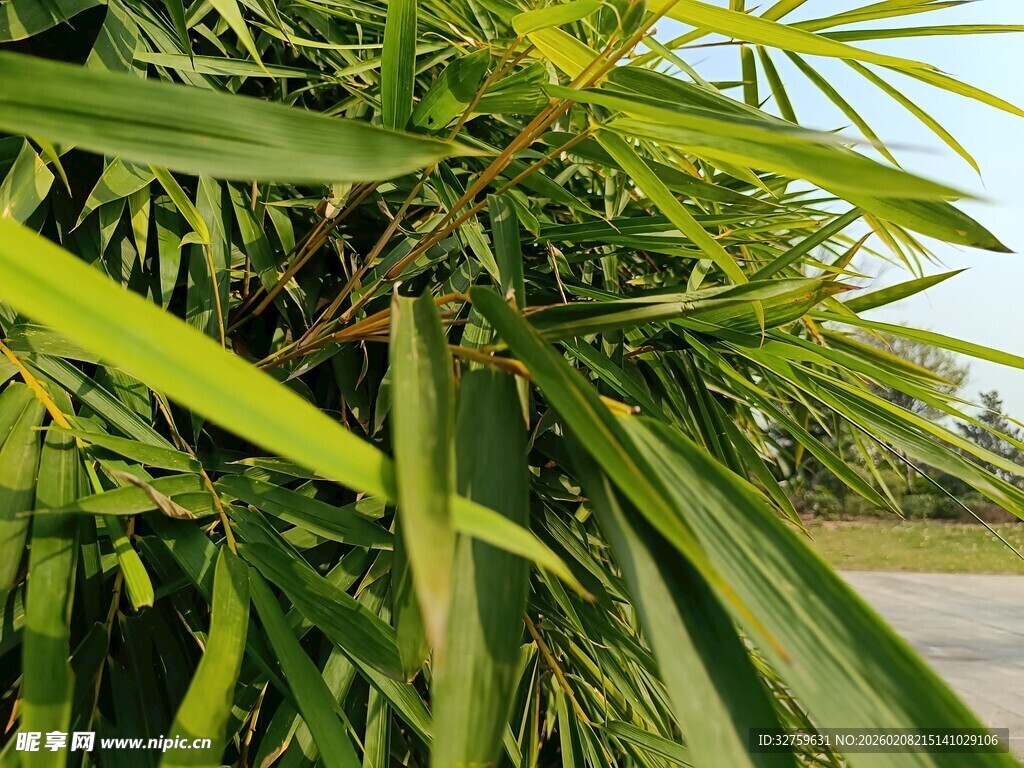 翠绿竹叶特写