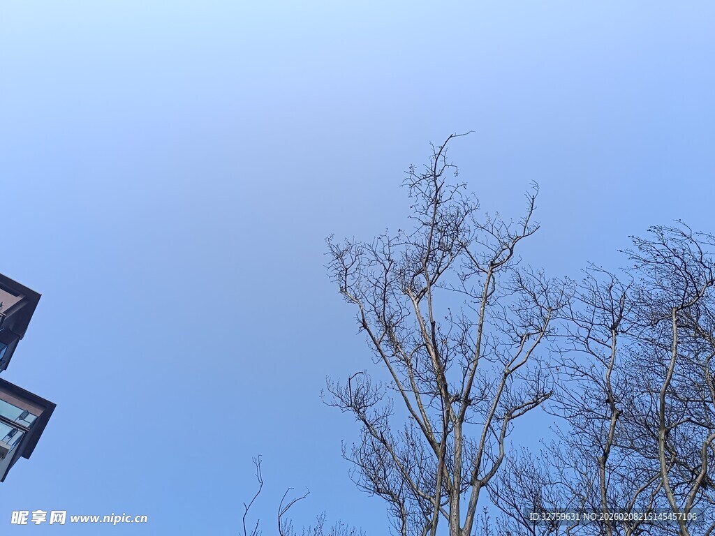 冬日屋檐旁的光秃树木