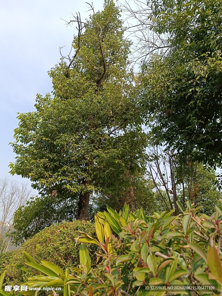 绿意盎然的树木与植被