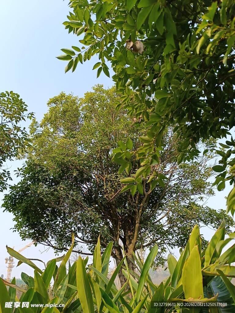 繁茂树林中的生机景象
