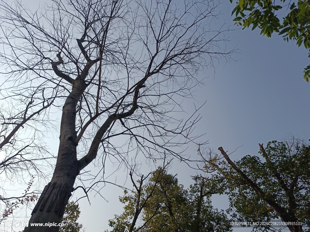 枯树立于蓝天之下