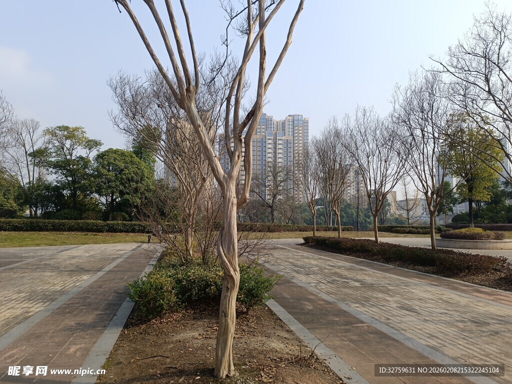 城市公园中的光秃树木