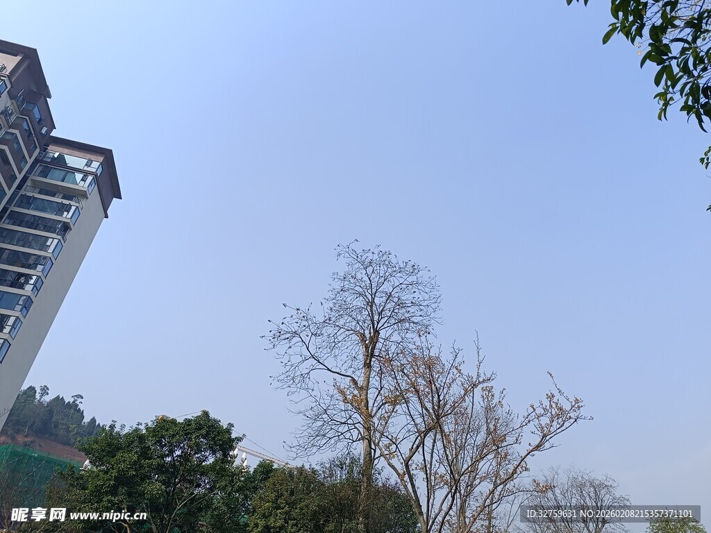 高楼旁的树木与晴朗天空