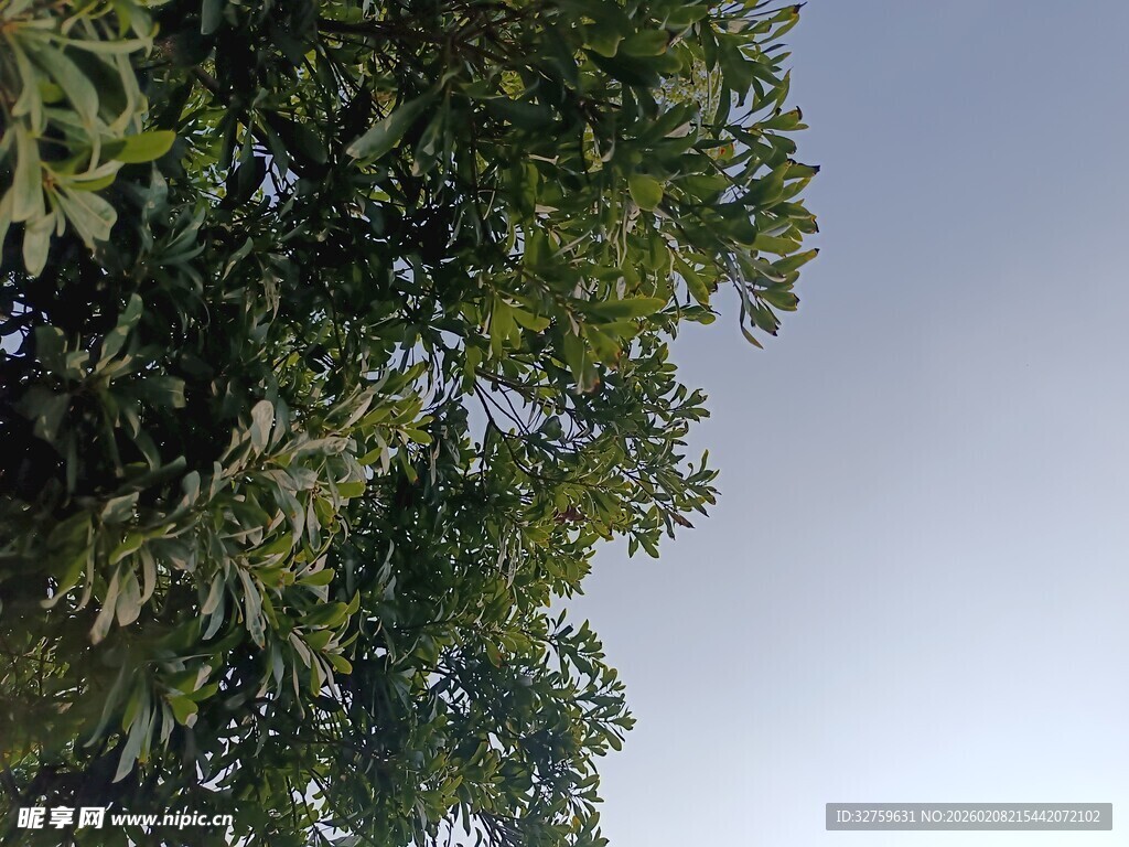 仰视繁茂绿树