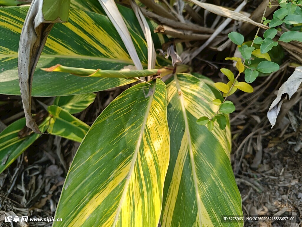 黄绿相间的斑斓植物叶片