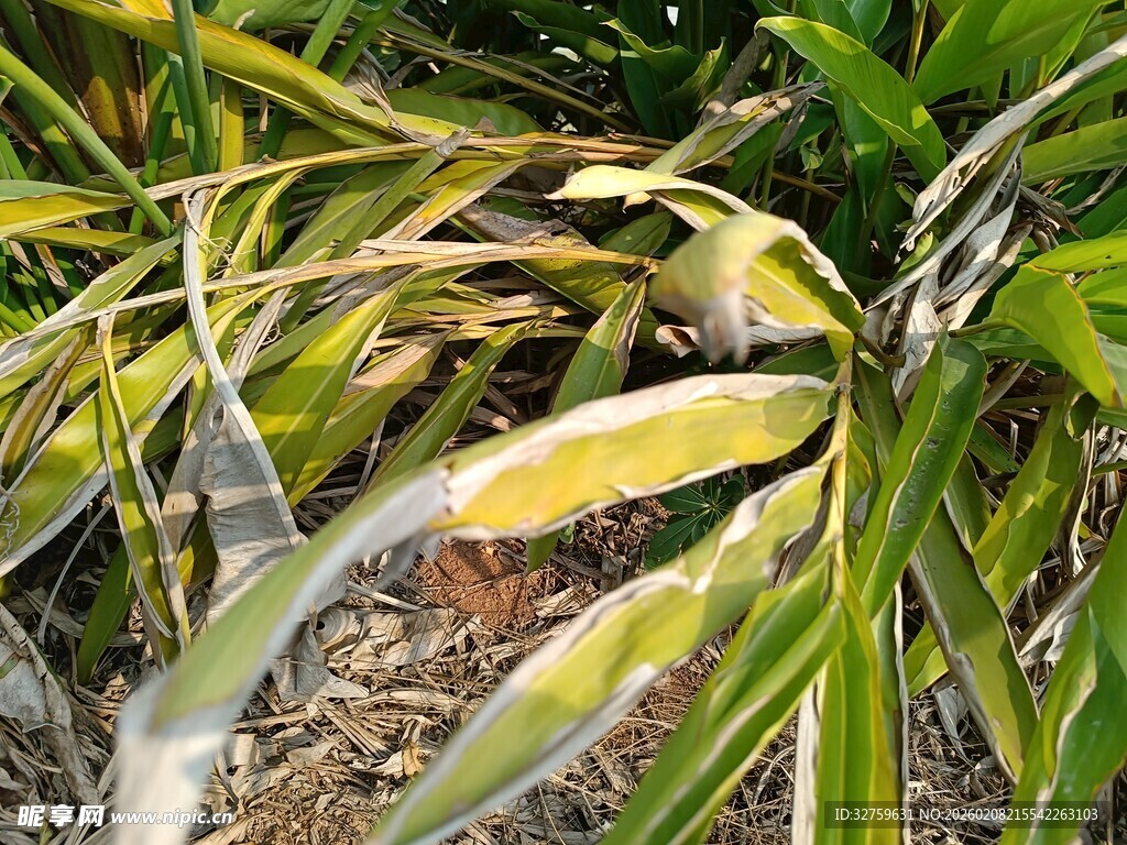 黄绿相间的植物叶片