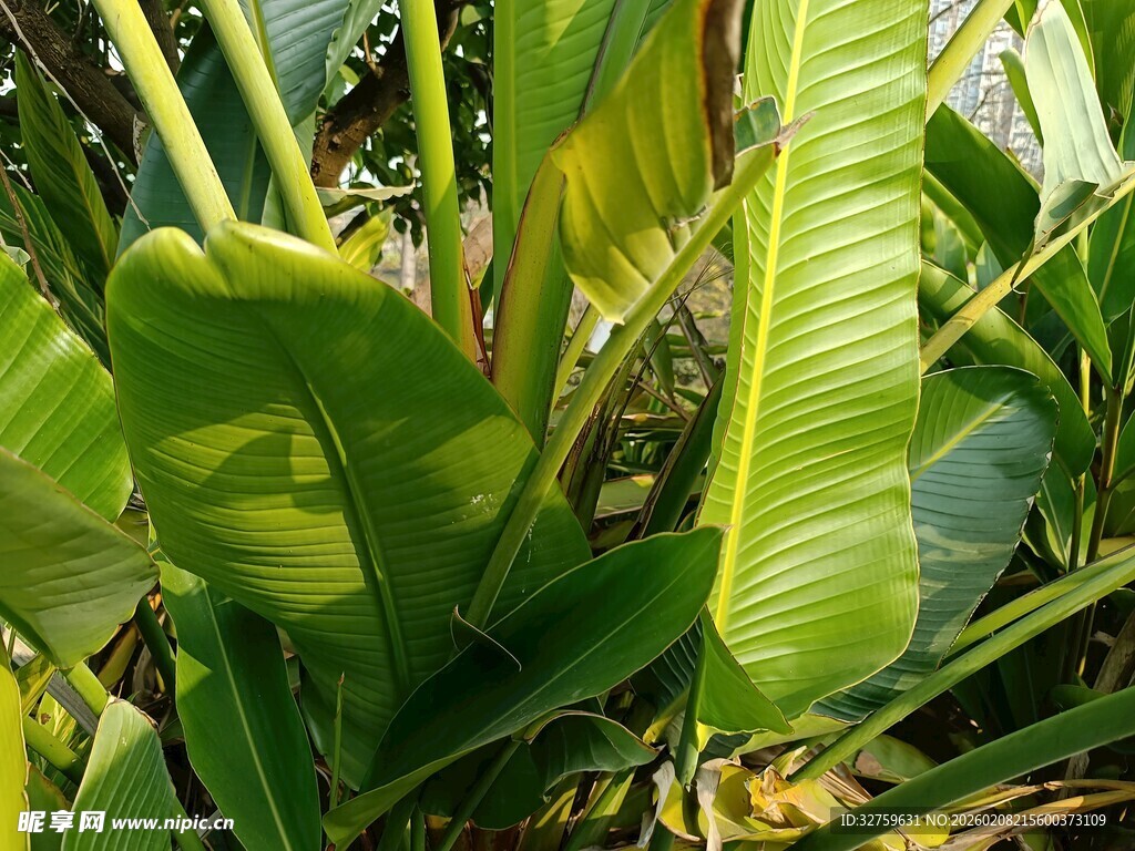 翠绿芭蕉叶特写
