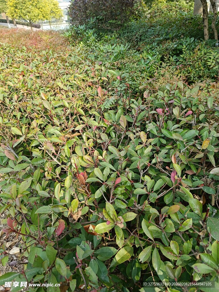 绿叶繁茂的户外植物景观