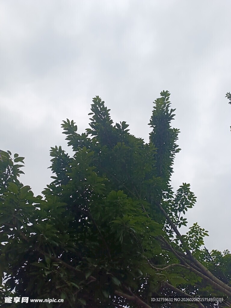 高耸入云的葱郁树木