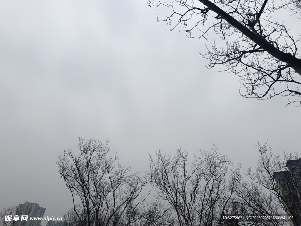 冬日枯树与朦胧城市景象