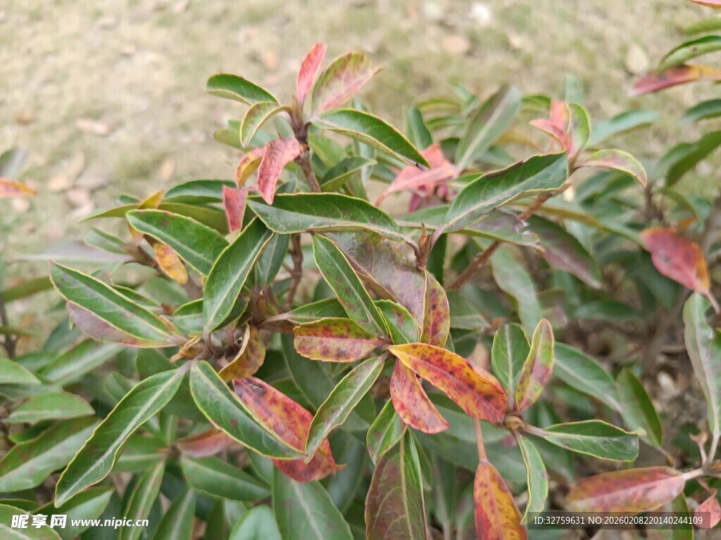 多彩叶片植物特写