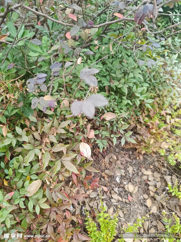 地面绿植与落叶景象