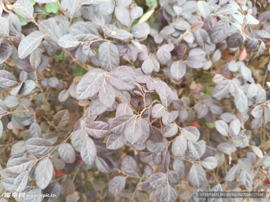 紫色叶片植物特写
