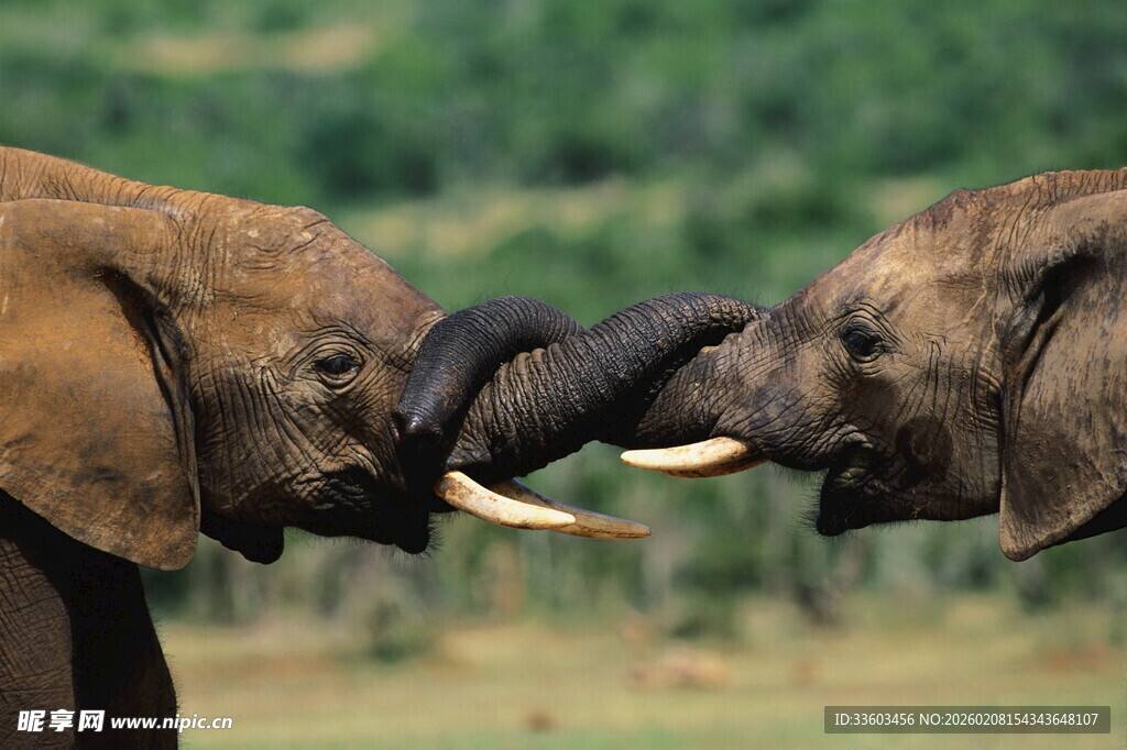 两头大象亲昵互动瞬间