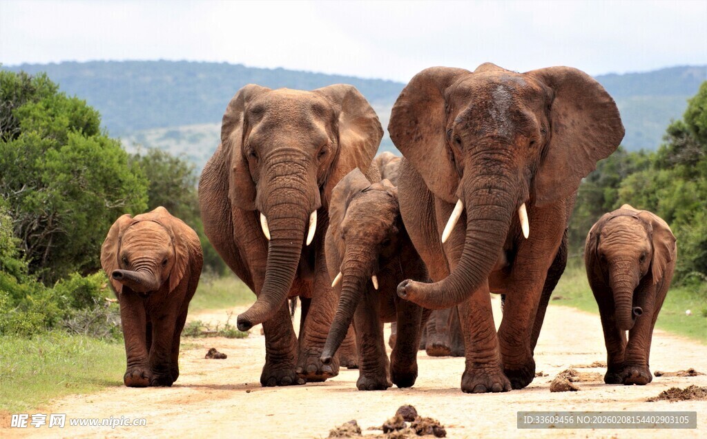 大象家族漫步草原