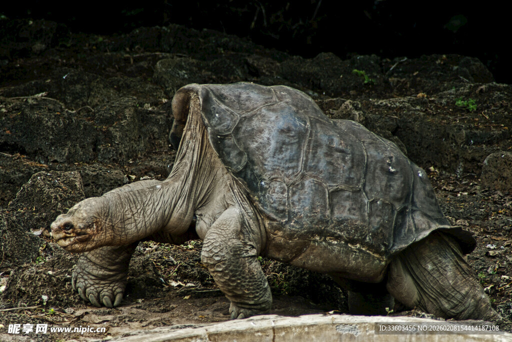 陆地上的大乌龟