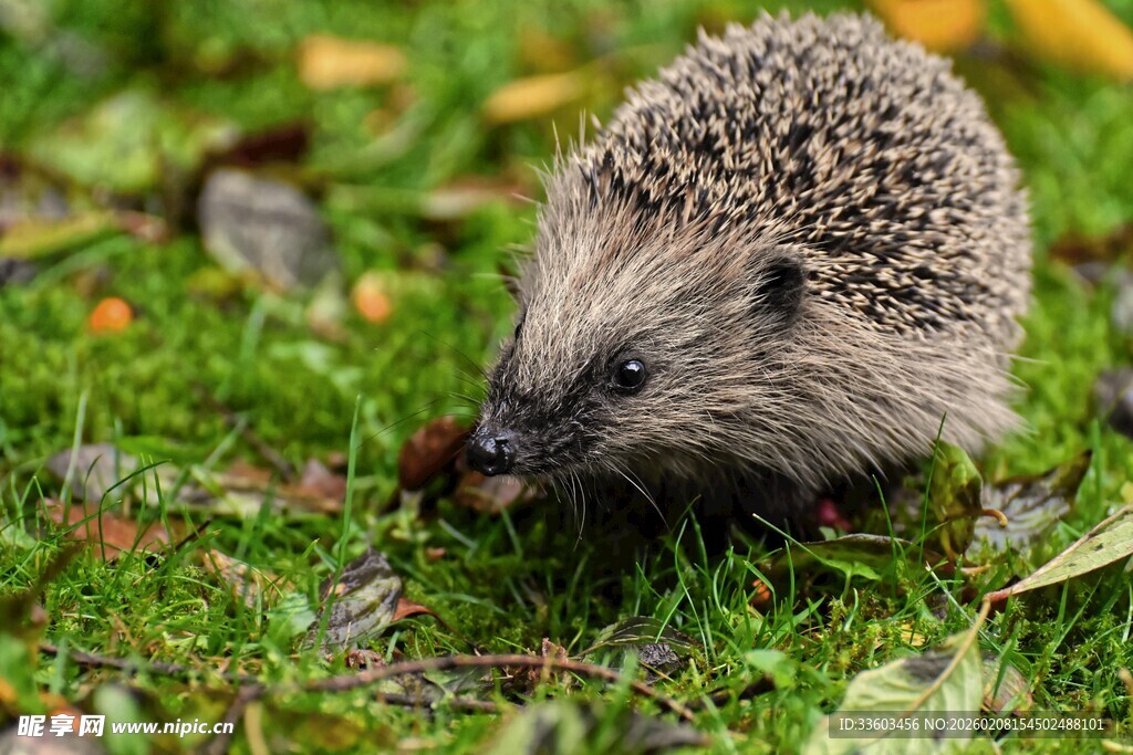 草地上的小刺猬