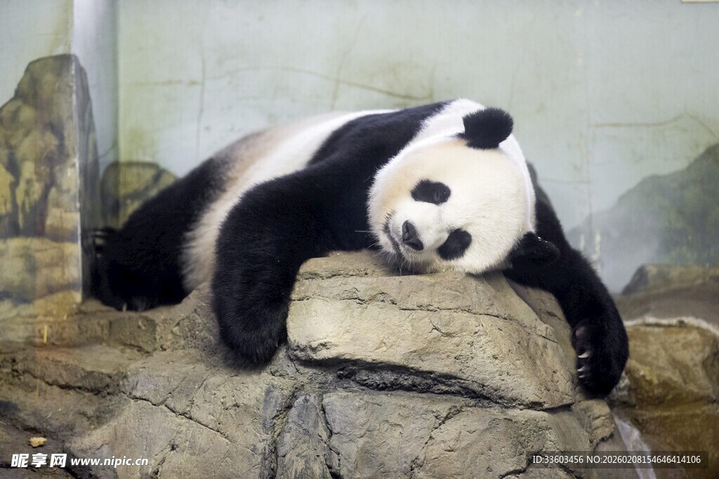 熊猫惬意趴石休息