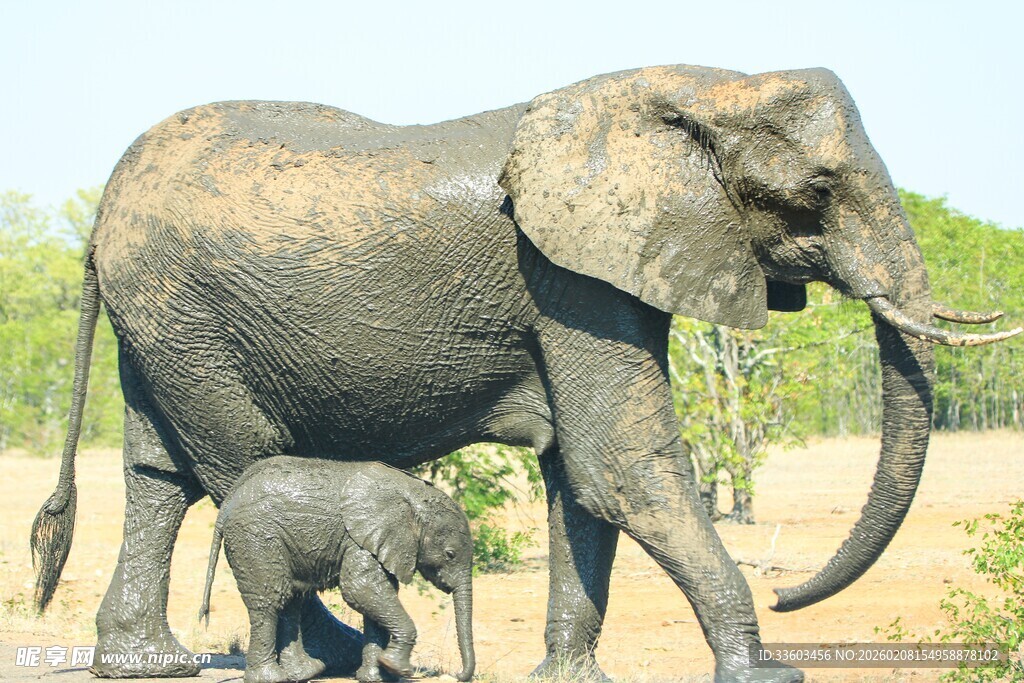 大象母子漫步草原