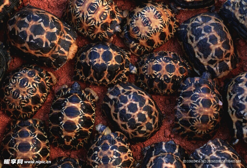多彩花纹龟壳特写