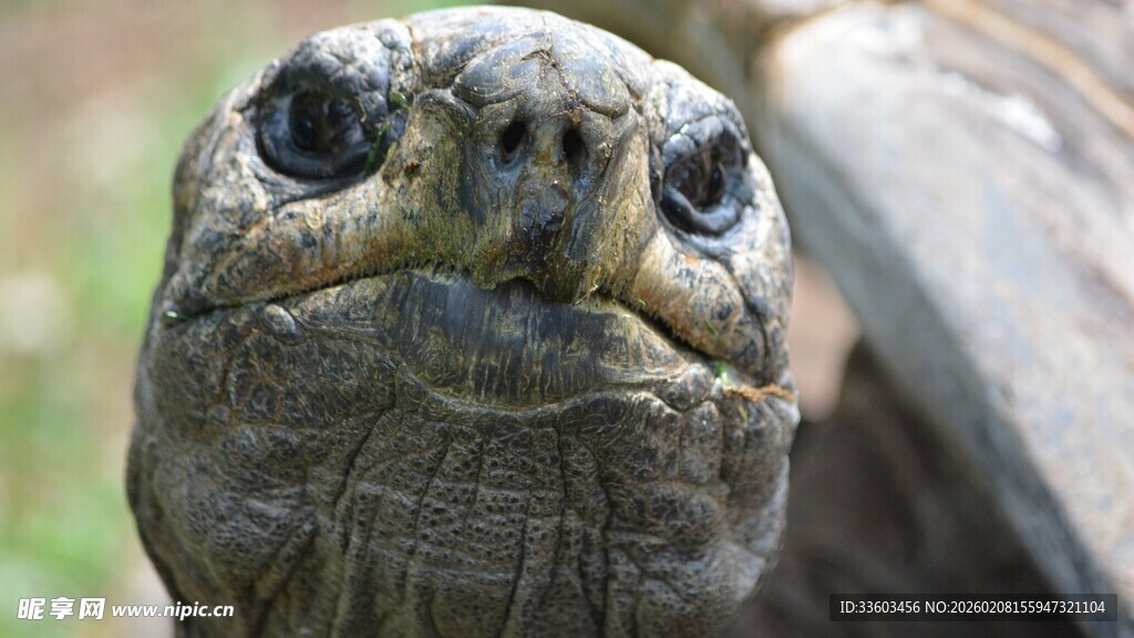 乌龟特写