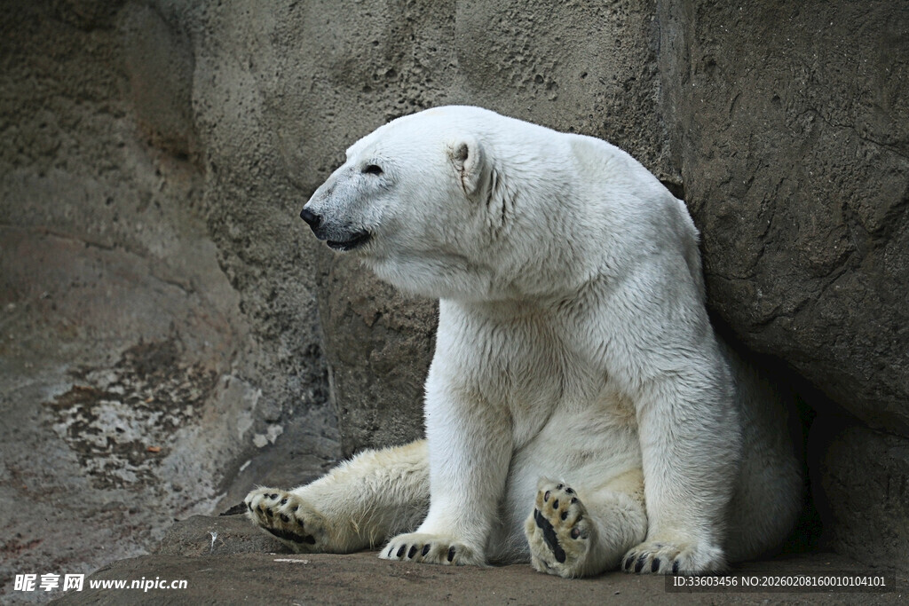 坐着的北极熊