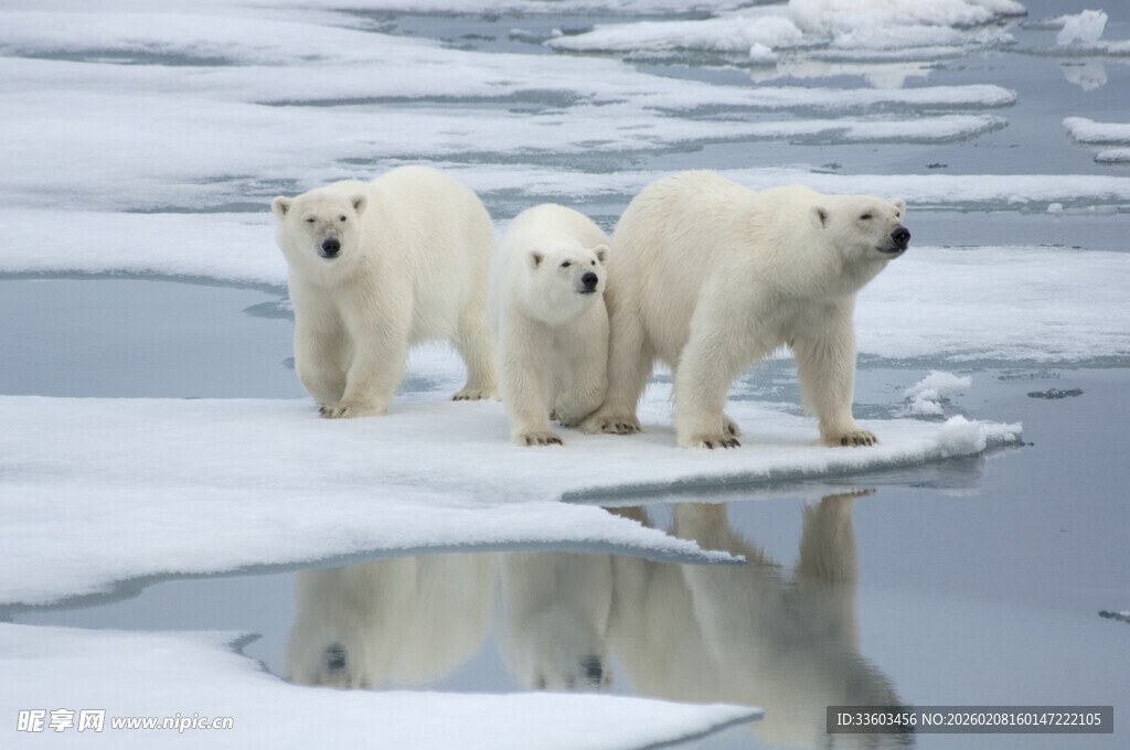 冰原上的北极熊一家