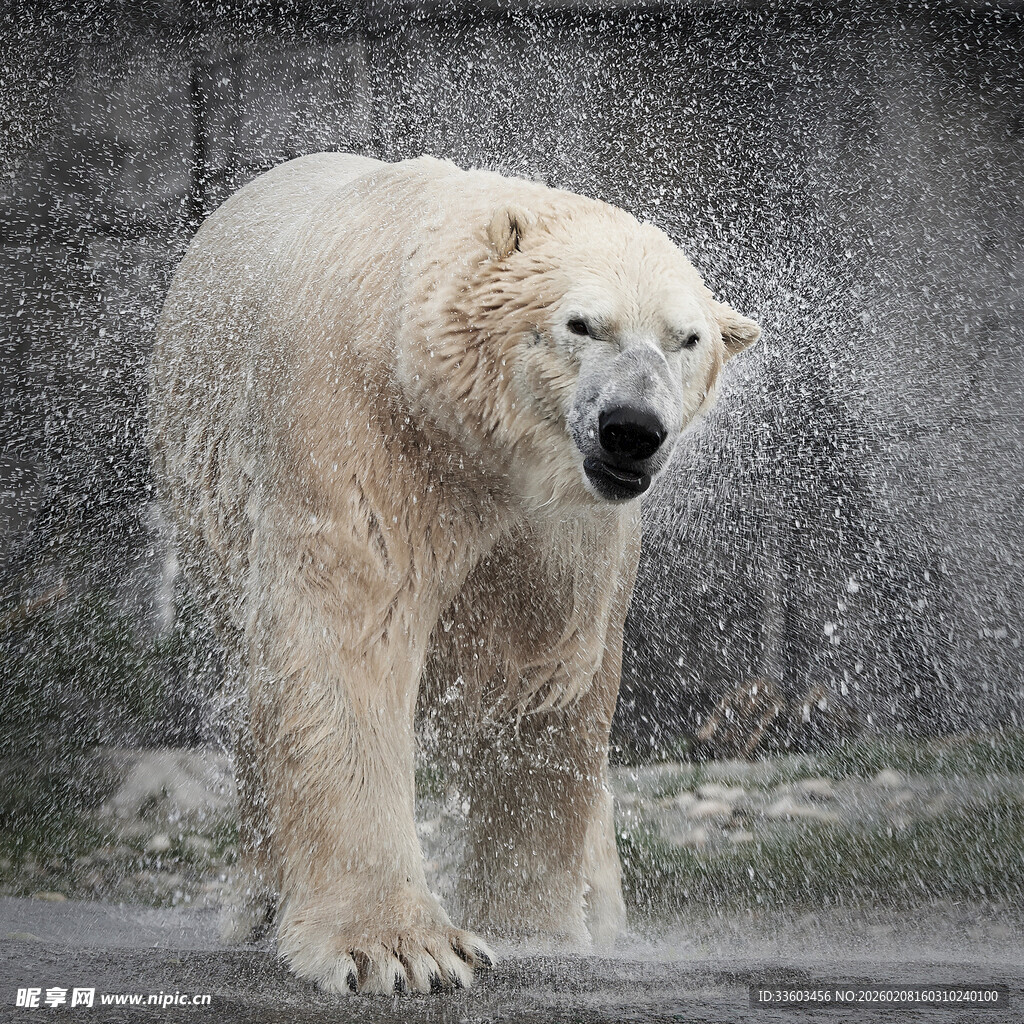 行走的北极熊抖落身上水珠
