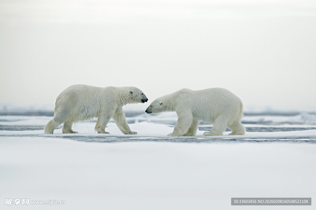 冰原上亲昵互动的北极熊