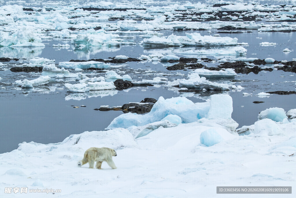 北极冰原上的北极熊