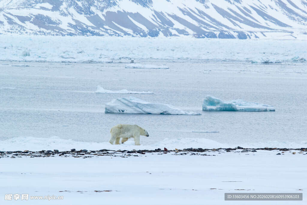 北极冰原上的北极熊