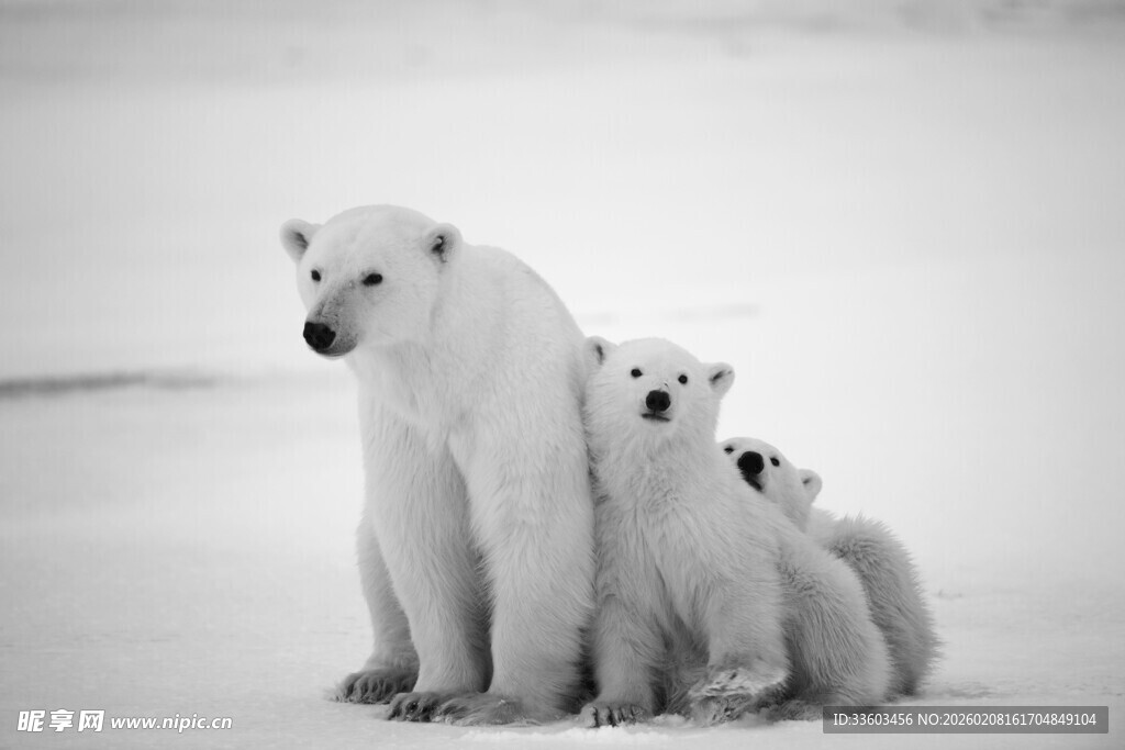 北极冰原上的北极熊母子