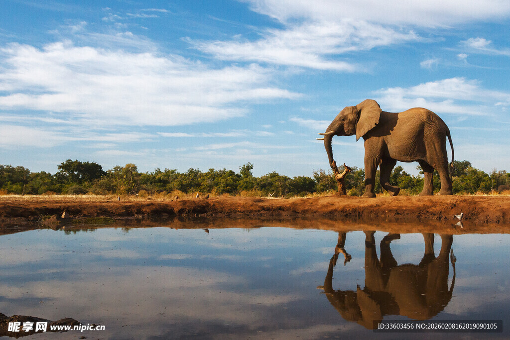 草原水边的大象
