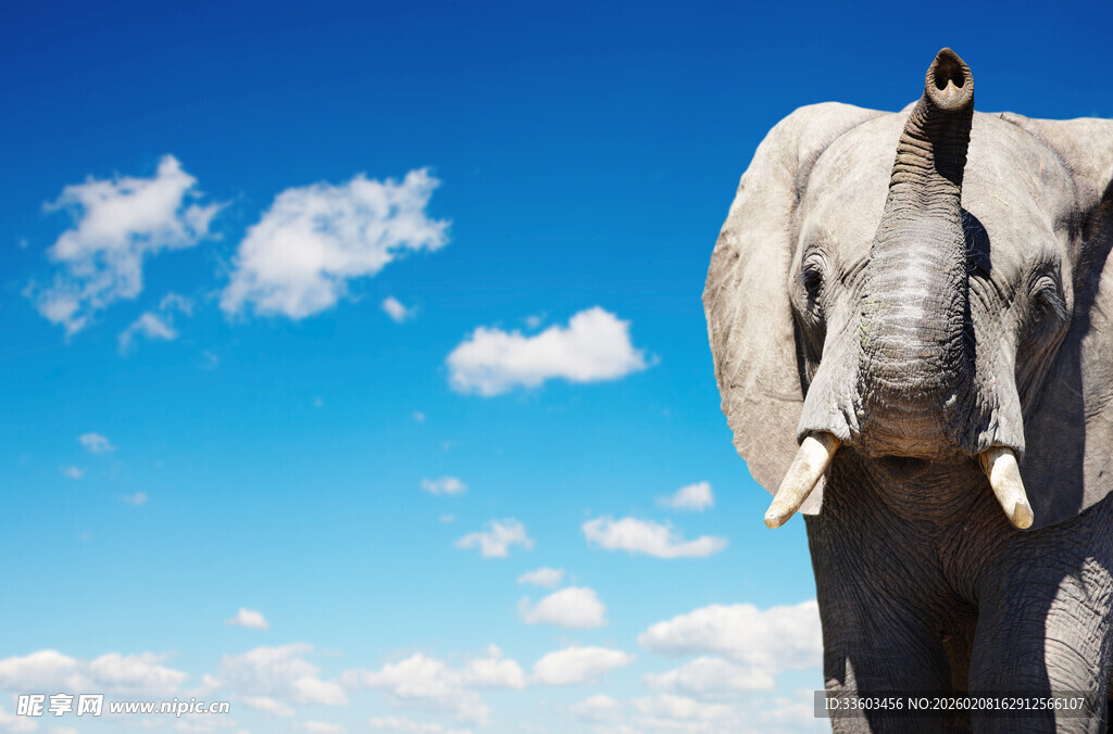 蓝天下大象与鸟的和谐画面
