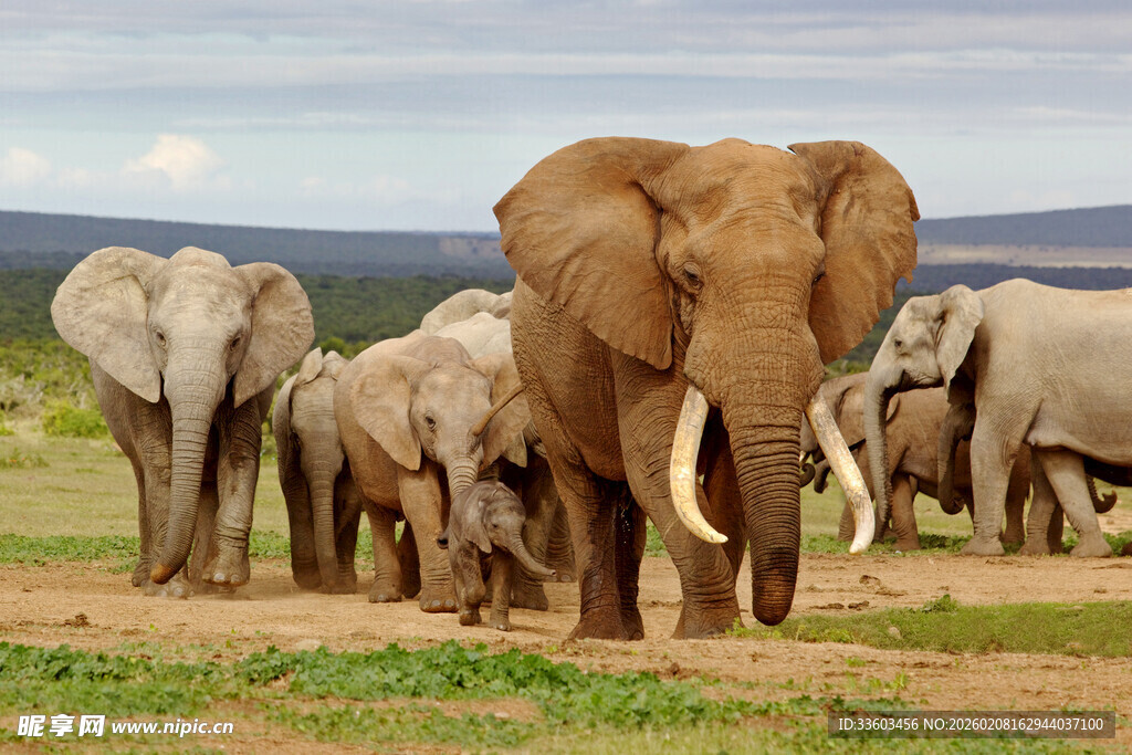 草原上的大象群