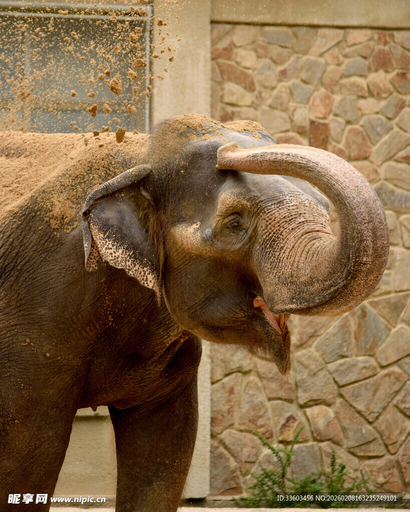 大象用鼻子挠头