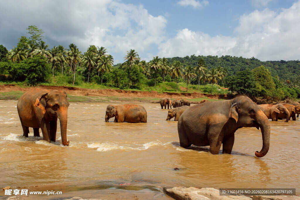 大象在泥水中嬉戏