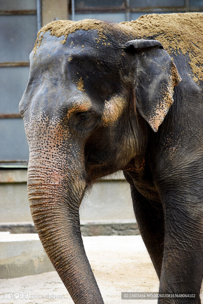 站在建筑旁的大象